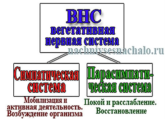 вегето сосудистая дистония
